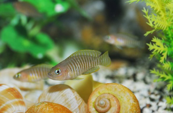 Лампрологус мультифасциатус фото