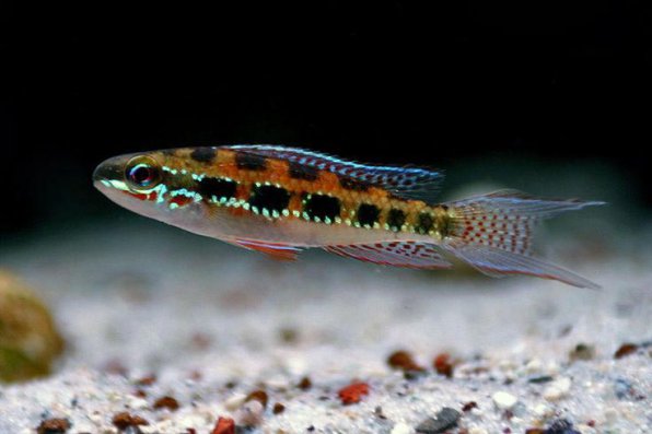 Креникара дикроссус или шахматная цихлида фото