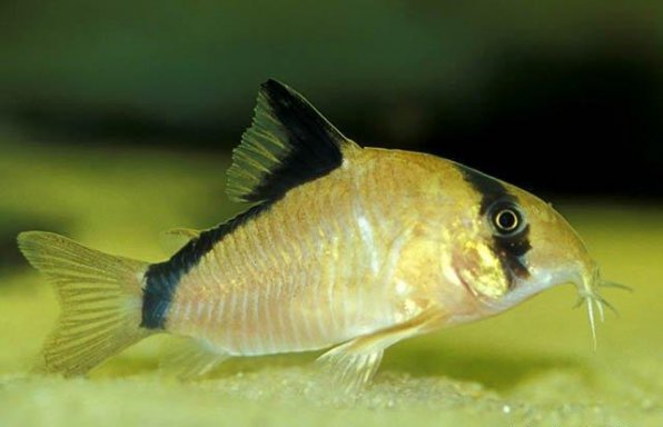 Коридорас мета фото