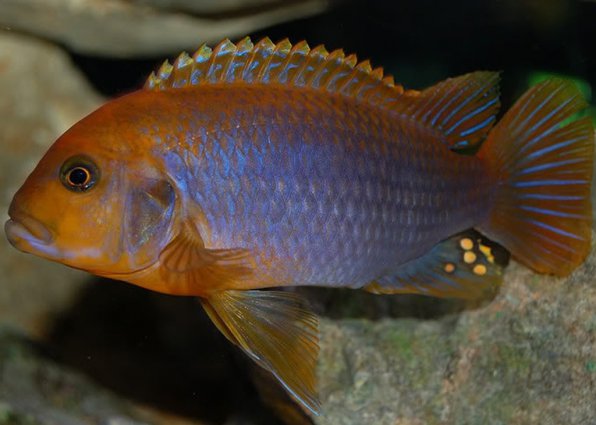 Йодотрофеус фото