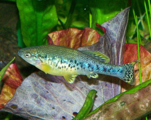 Илиодон Ксантуса фото