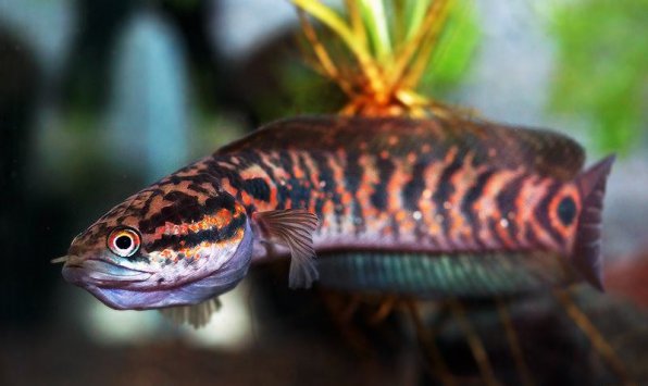 Змееголов азиатский чанна фото