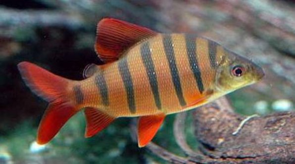 Дистиходус шестиполосый зебра фото