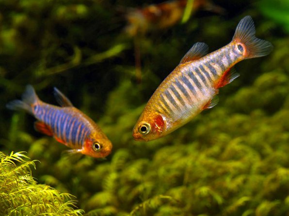 Микрорасбора эритромикрон изумрудная ленточная фото