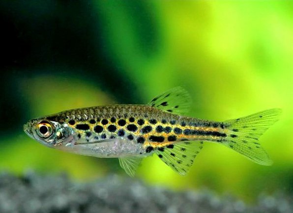 Данио тинвини фото