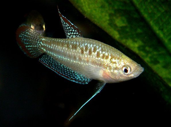 Гурами карликовый пумила фото