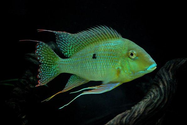 Геофагус альтифронс фото