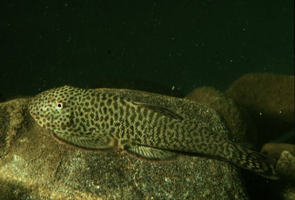 Гастромизон пунктулатус фото