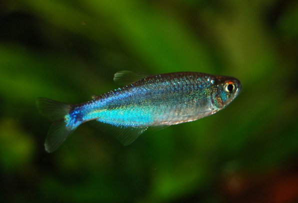 Боелка фредкоха или тетра голубая фото