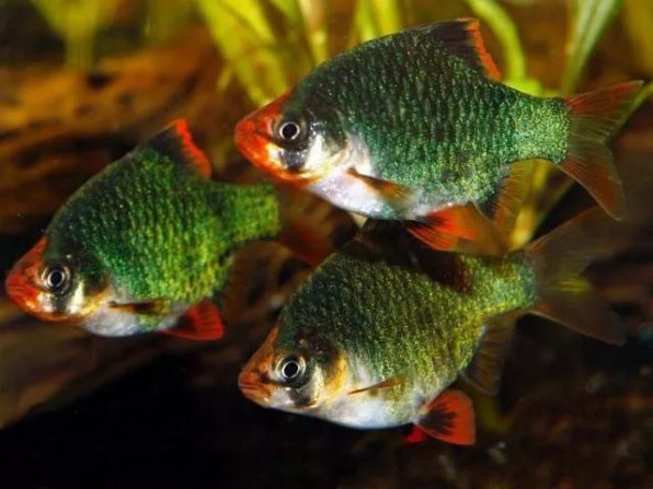 Барбус мутант мшистый фото