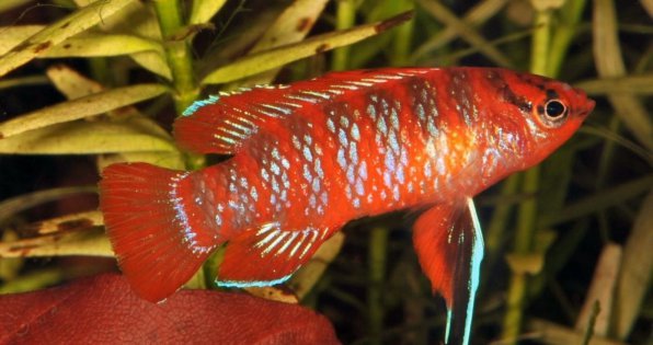 Бадис Скарлет красный или дарио дарио фото