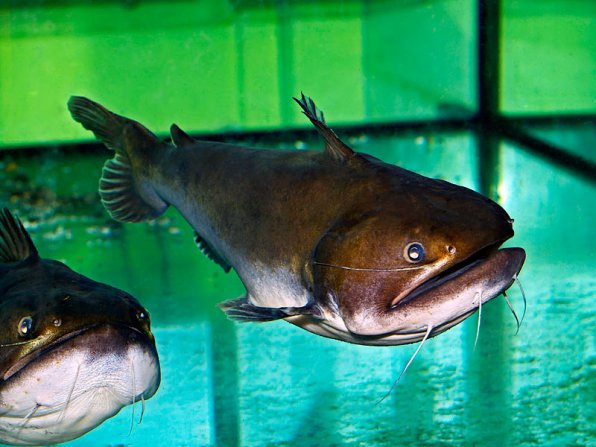 Астерофисус батраус фото