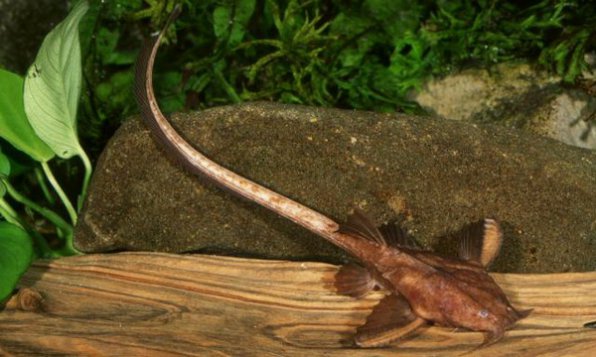 Аспредо фото