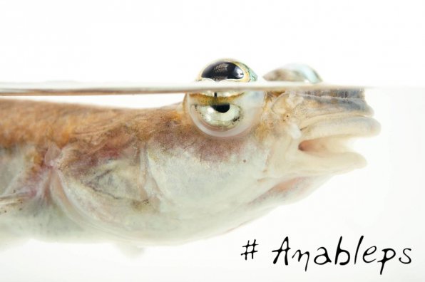 Анаблепс фото