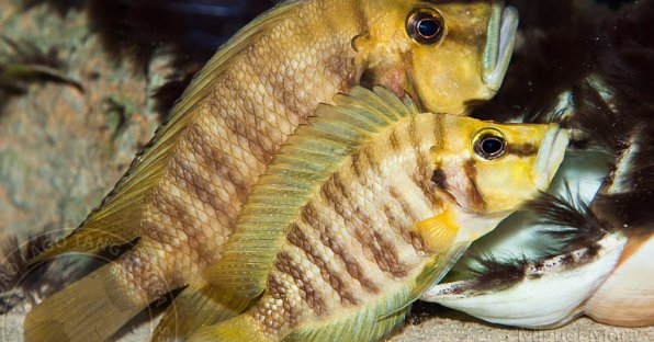 Альтолампрологус компрессицепс фото