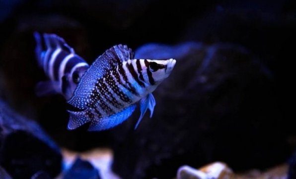 Альтолампрологус кальвус фото