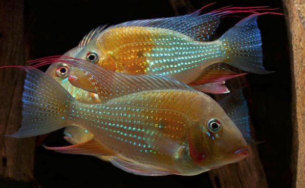 Акарихтис хеккеля фото