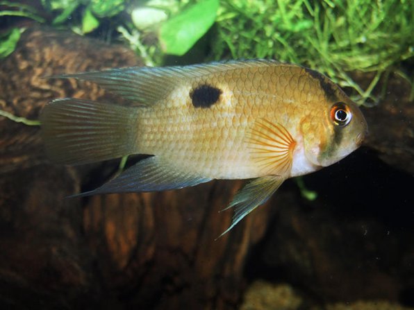 Акара марони фото