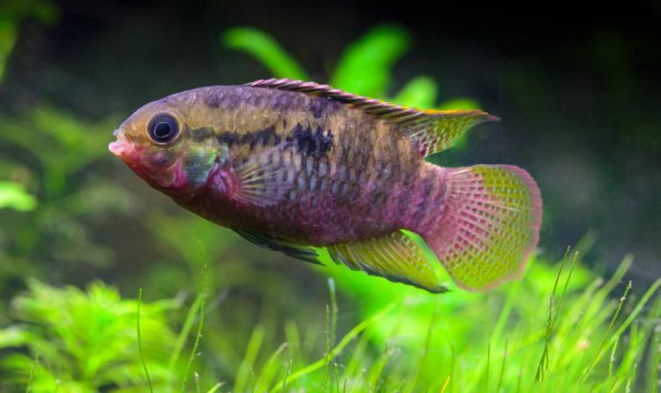 Акара красногрудая фото