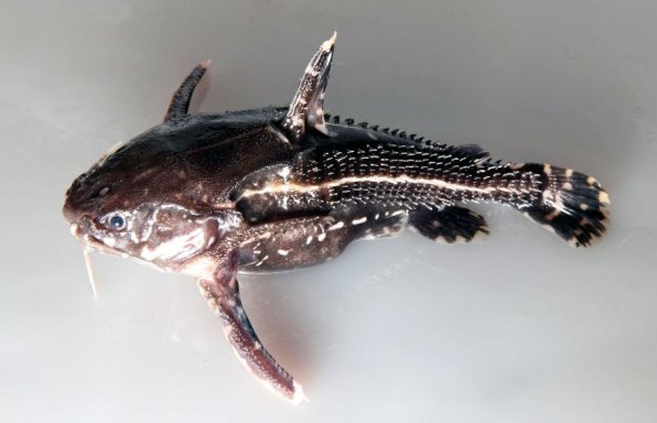 Акантодорас звездчатый или сомик звездчатый фото