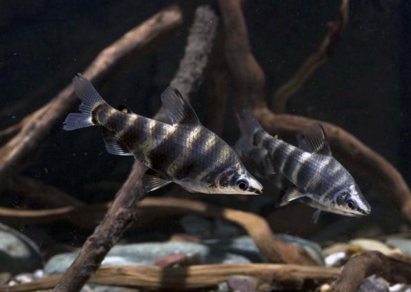 Абрамитес мраморный фото