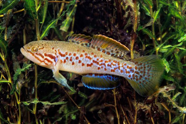 Могурнда австралийская фото