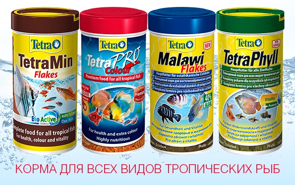 Полиптерус сенегальский: содержание, совместимость