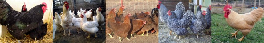 Окрас кур плимутрок