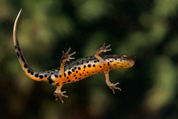 Тритон испанская картина