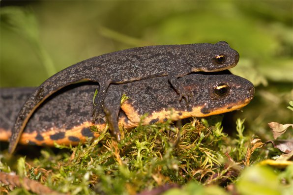 Тритон испанская картина