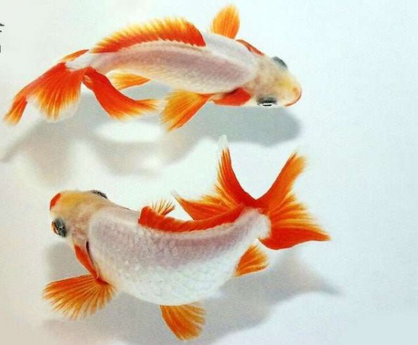 Джикин золотая рыбка фото