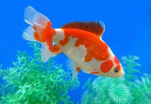 Джикин золотая рыбка фото