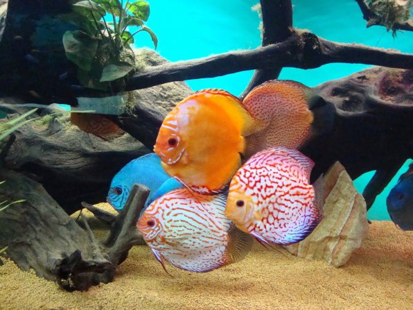 Изображение рыбы дискус