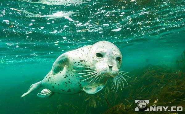 Млекопитающие Тихого океана Млекопитающие Тихого океана