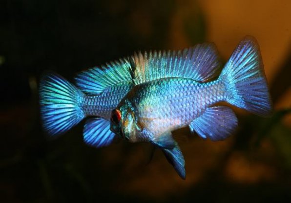 Апистограмма электрик блю неон