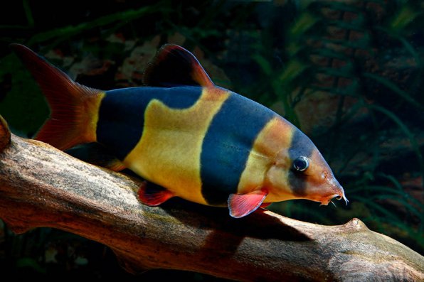 Боция клоун