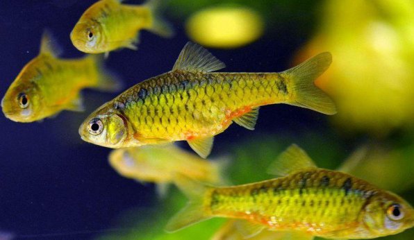 ÃÂÃÂ°ÃÂÃÂ±ÃÂÃÂ ÃÂ·ÃÂ¾ÃÂ»ÃÂ¾ÃÂÃÂ¾ÃÂ¹ ÃÂÃÂ¾ÃÂÃÂ¾