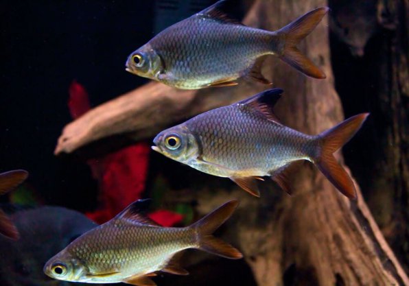 Список аквариумных рыбок