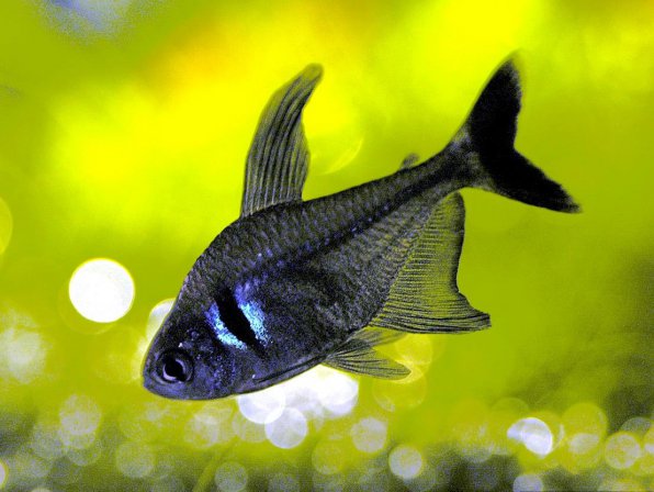 Орнатус черный фантом