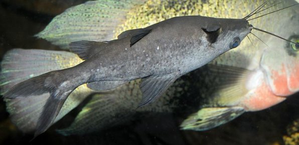 черный багрус