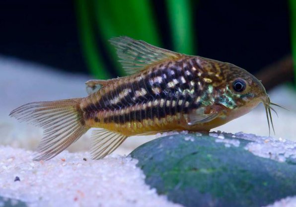 Коридорас нанус