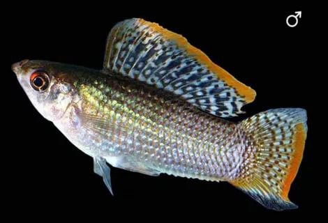 Виды моллинезия Петена 