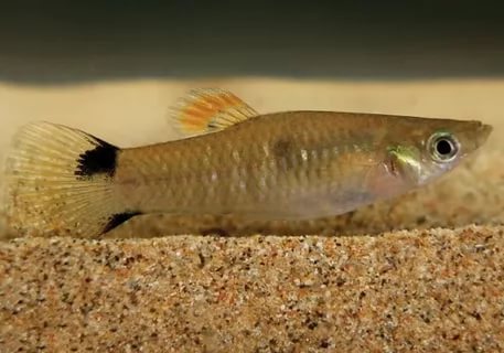 Виды моллинезия карликовая