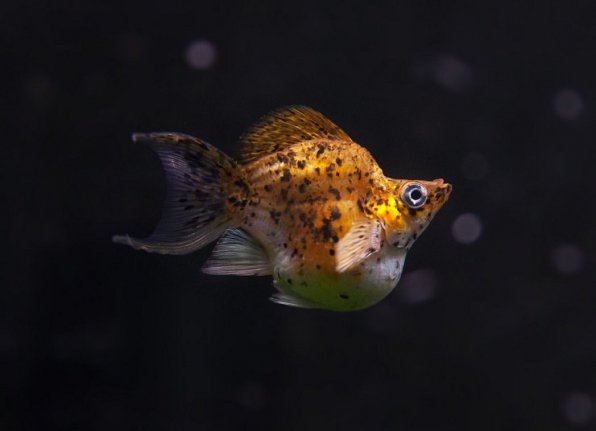 Моллинезия баллон