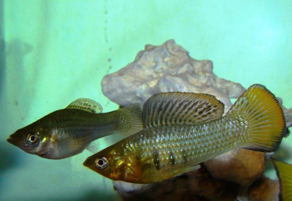 Виды моллинезия широкоплавничная или латипинна