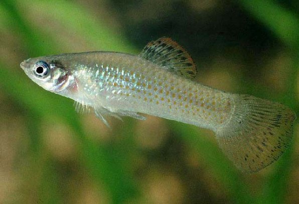 Виды моллинезия сфенопс