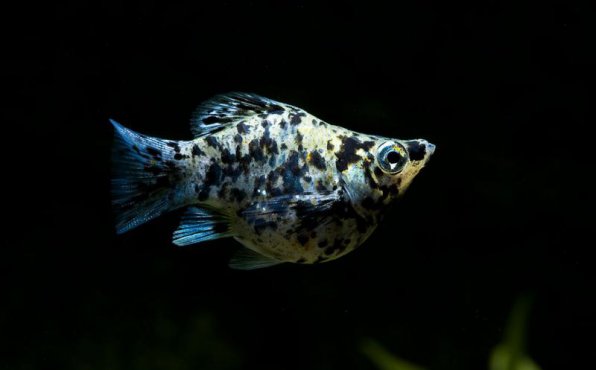 Моллинезия баллон