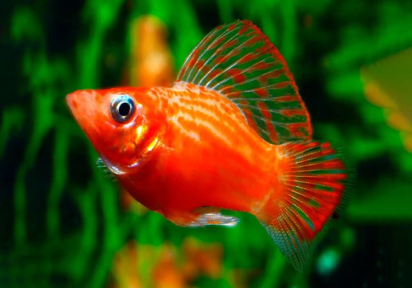 Моллинезия красная