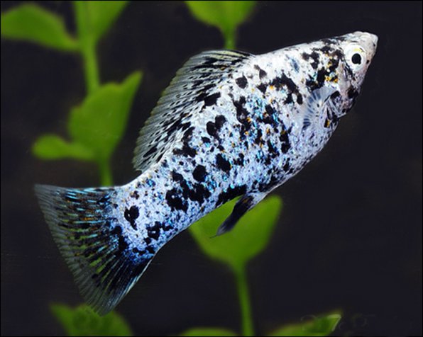 Моллинезия далматинец/пятнистая/мраморная