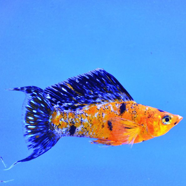 Моллинезия лира или лирохвостая